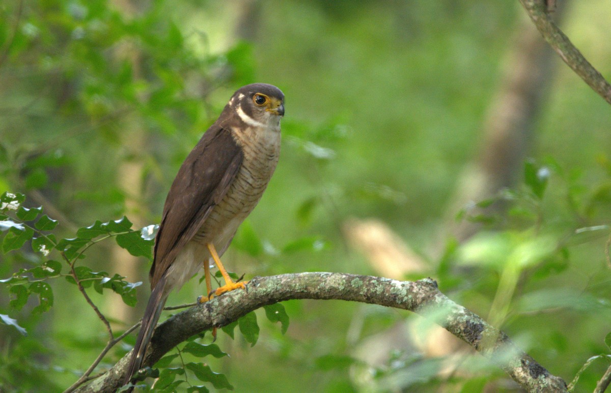 Barred Forest-Falcon - ML156054071