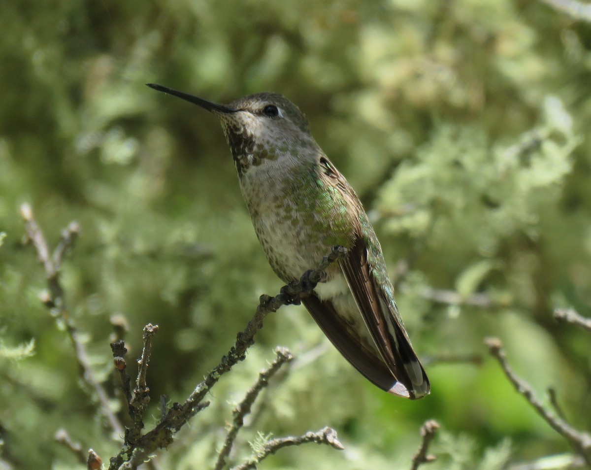 Anna's Hummingbird - ML156054601
