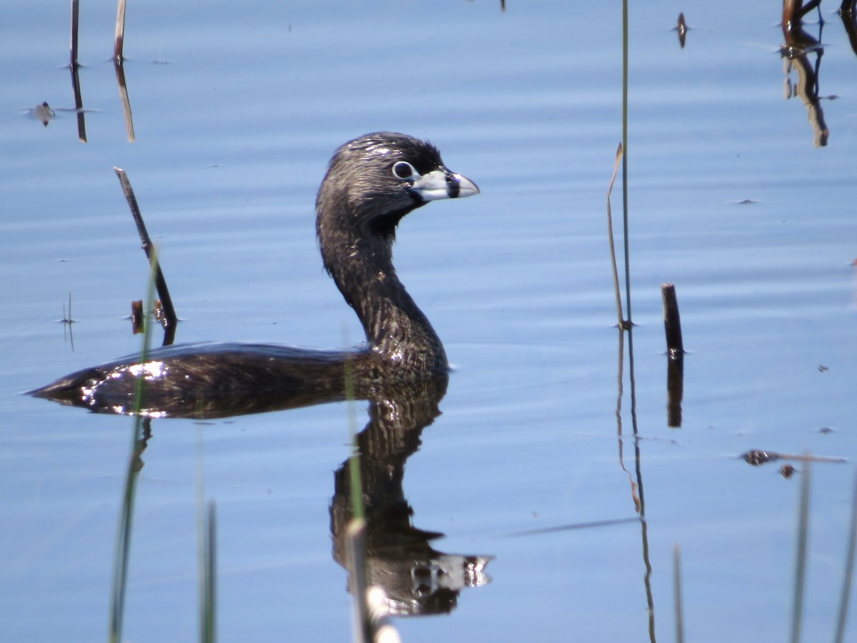 Pied-billed Grebe - ML156055441