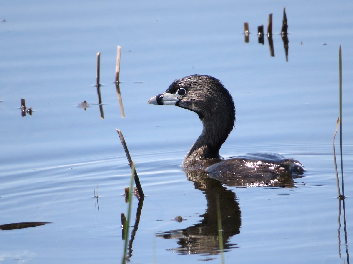 Pied-billed Grebe - ML156055741