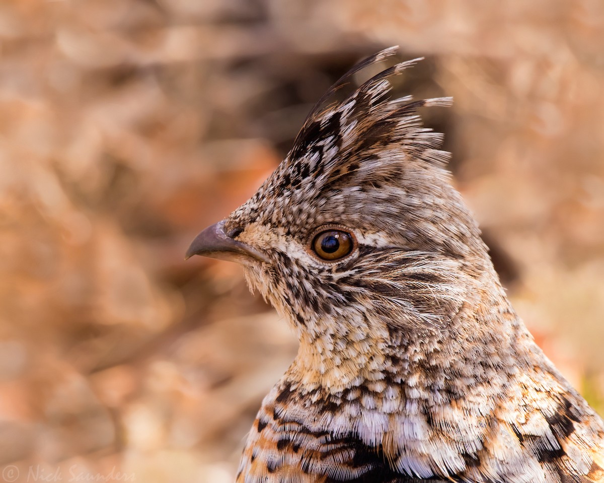 Ruffed Grouse - ML156057061