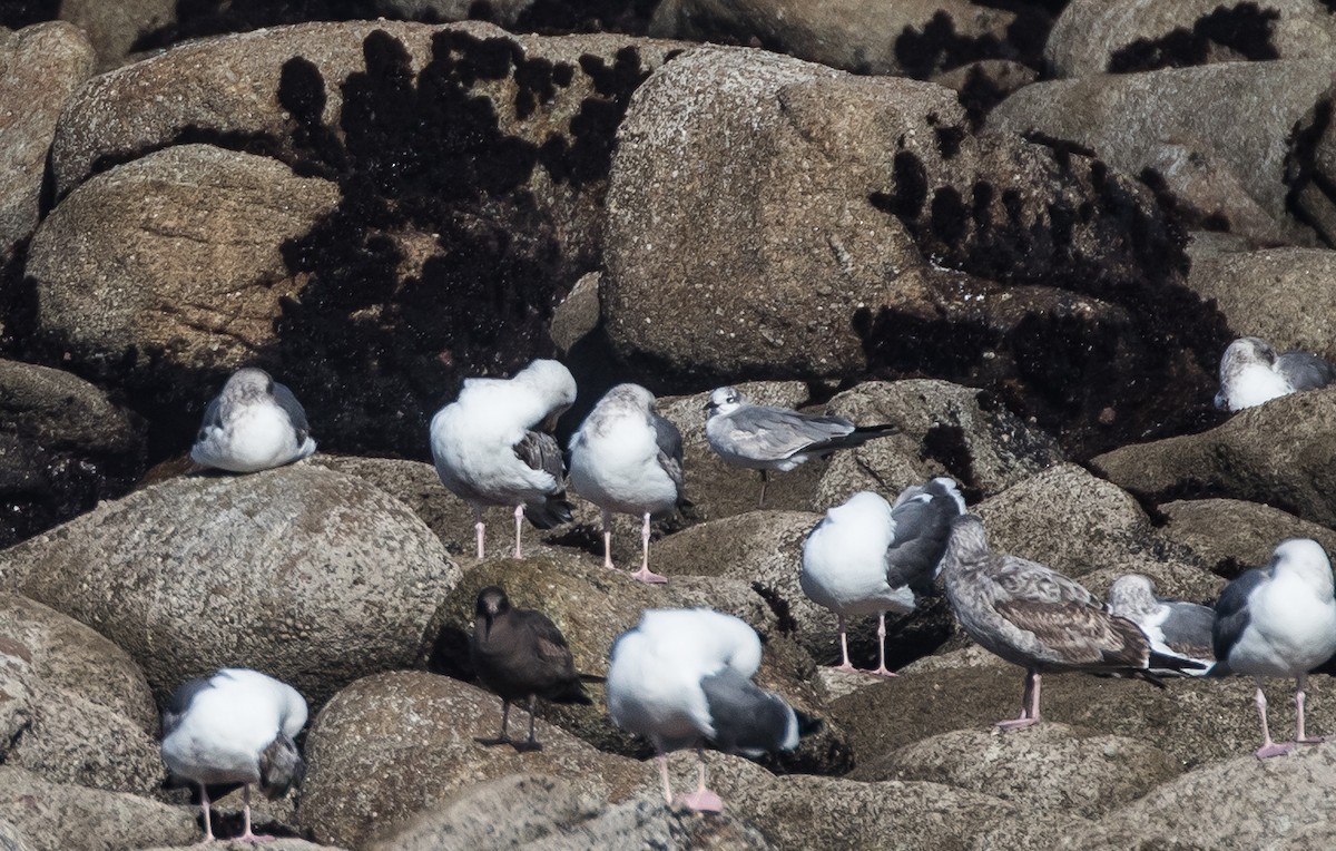 Mouette atricille - ML156057931