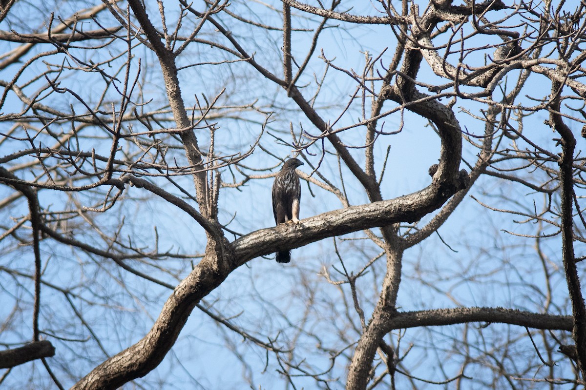 Changeable Hawk-Eagle (Crested) - ML156058191