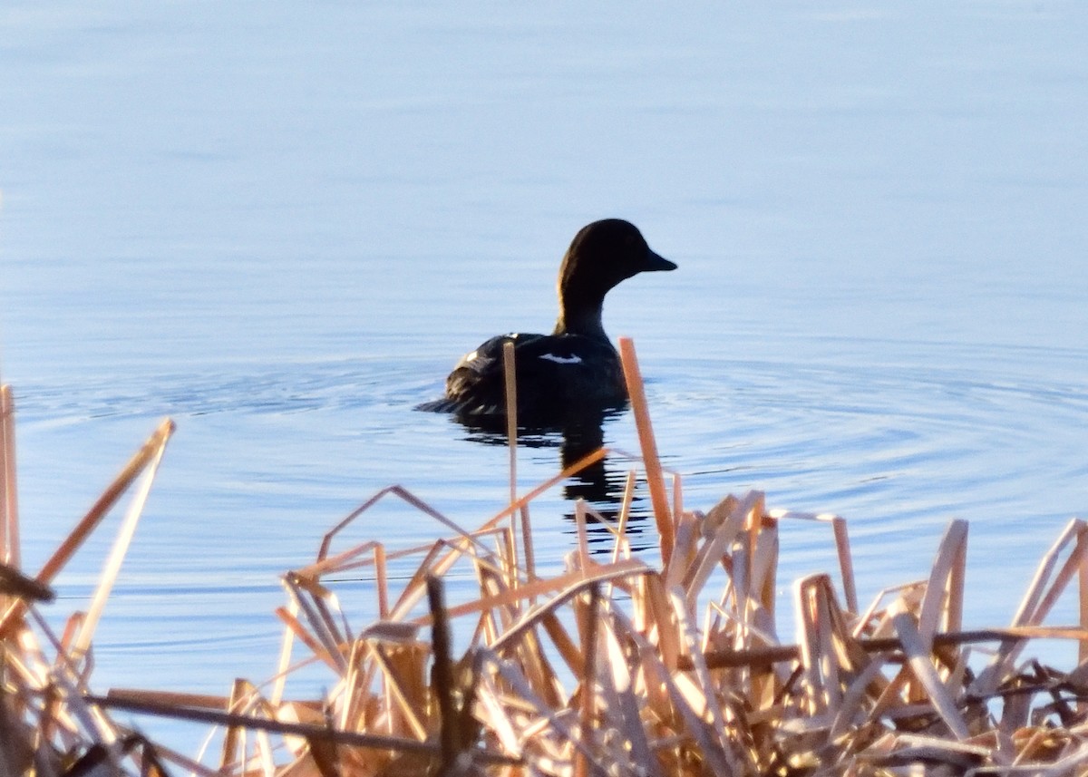 Common Goldeneye - Mathieu Langlois