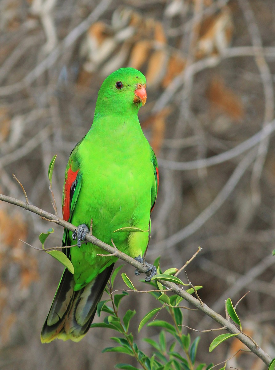 Red-winged Parrot - Rufus Wareham