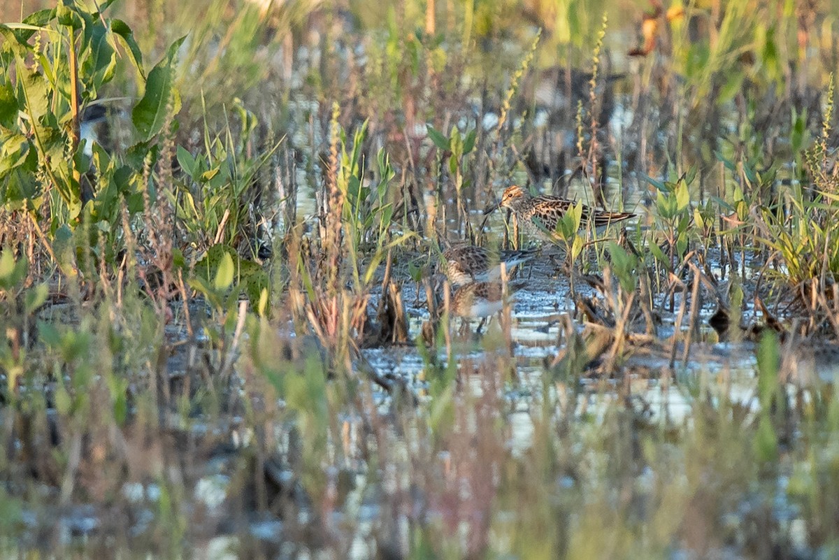 gulbrystsnipe - ML156061041