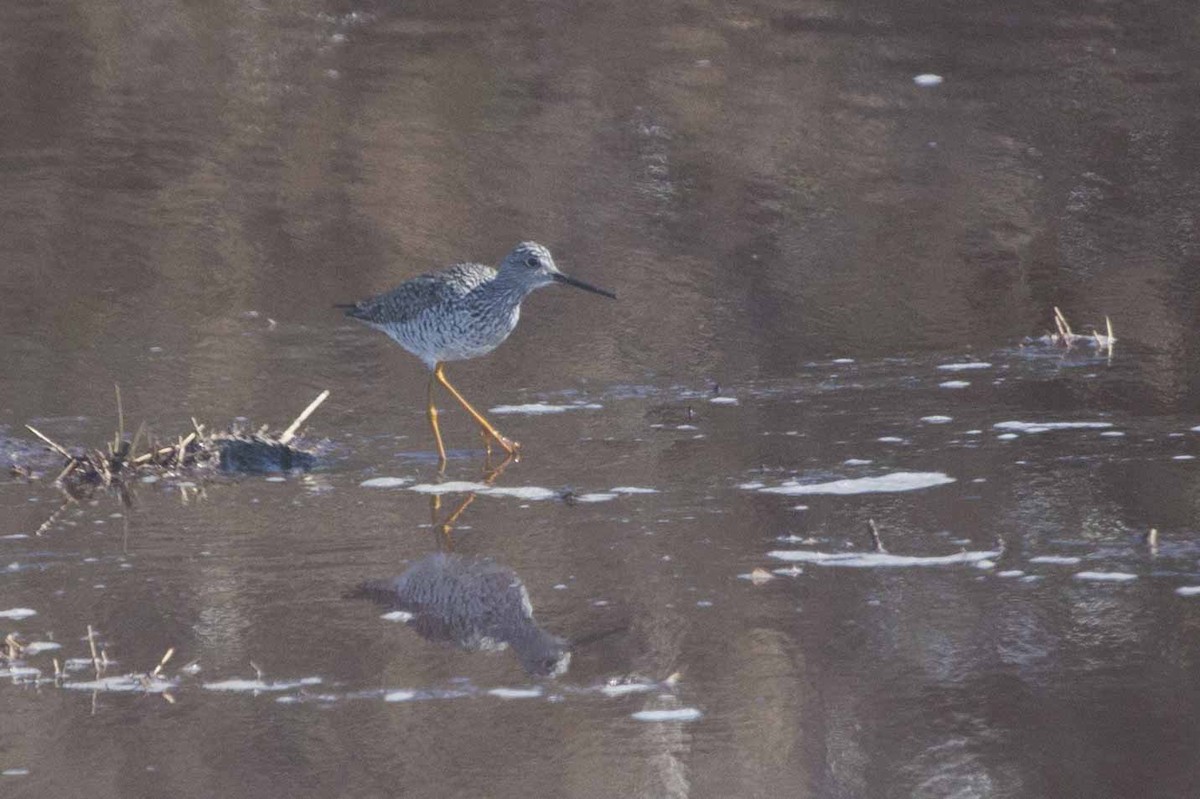 Greater Yellowlegs - Gary Vizniowski