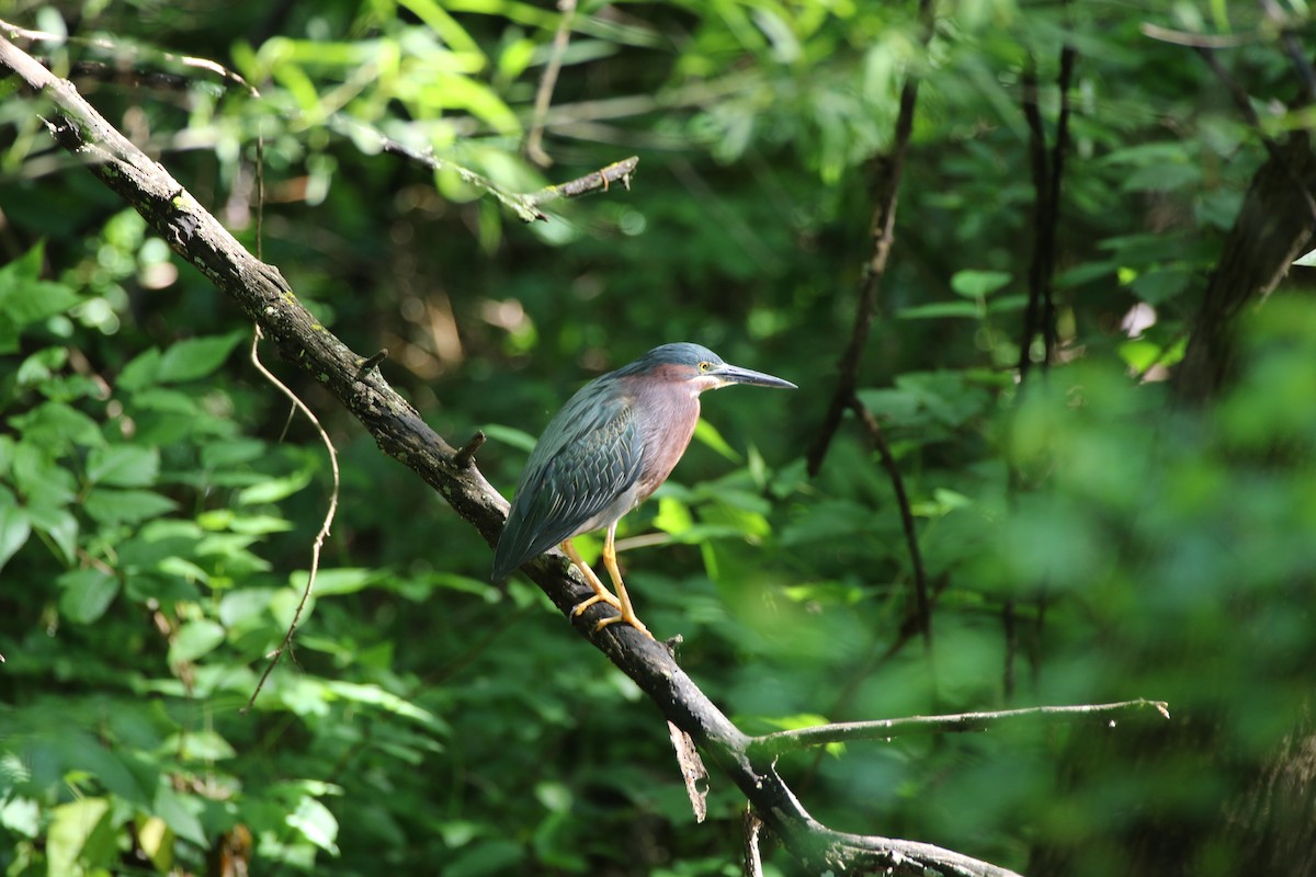 Green Heron - George Brode