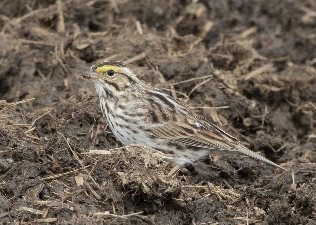 Savannah Sparrow - ML156062241