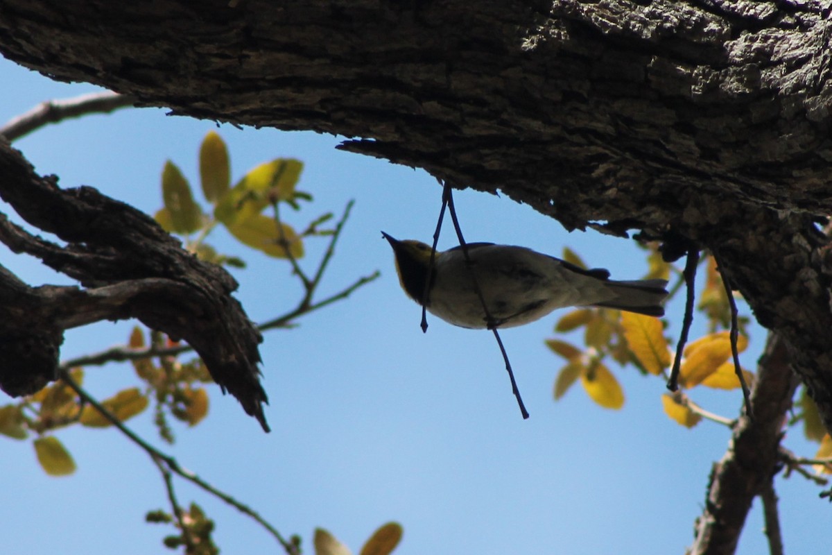 Hermit Warbler - Corey Lange