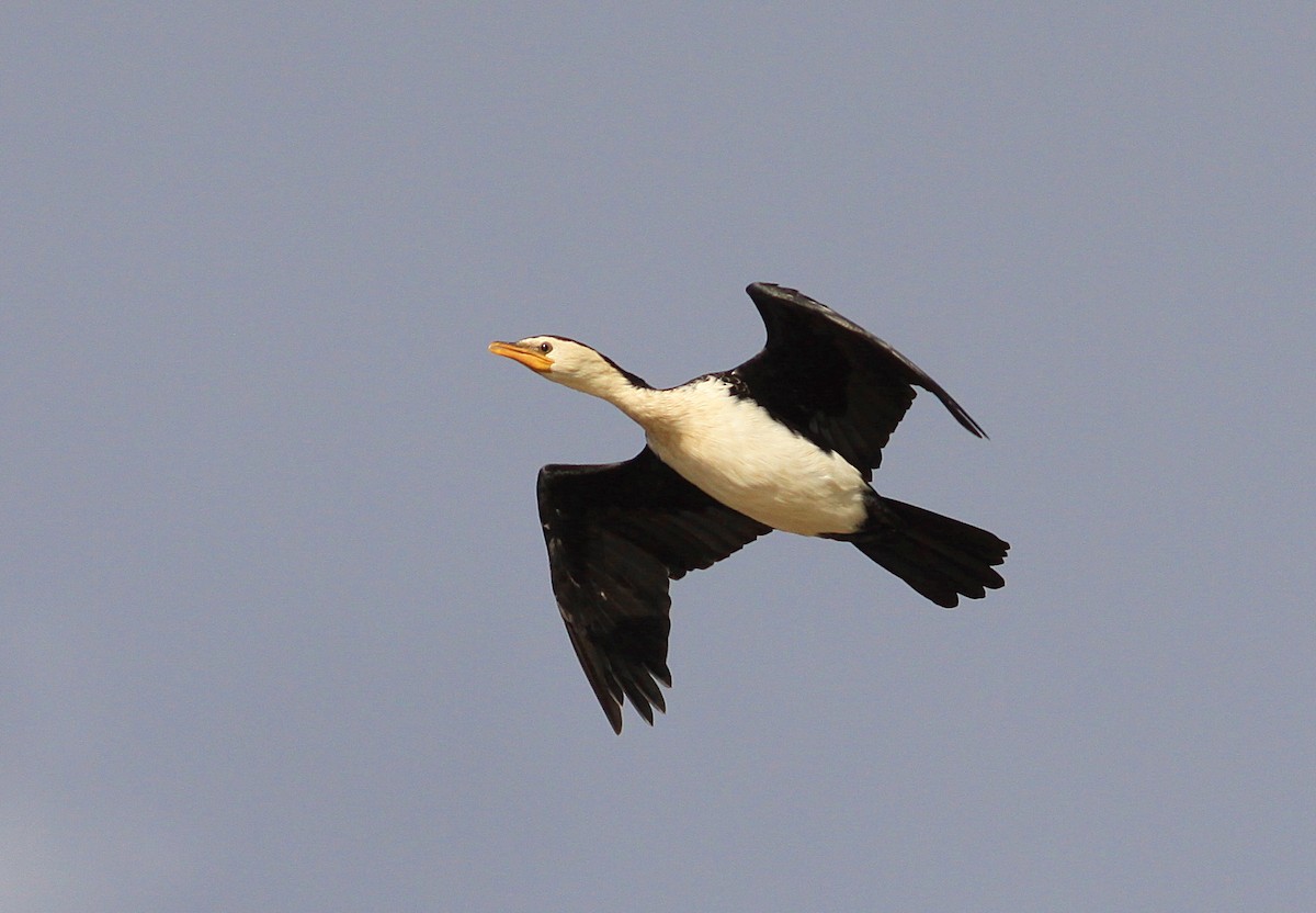 Little Pied Cormorant - Rufus Wareham