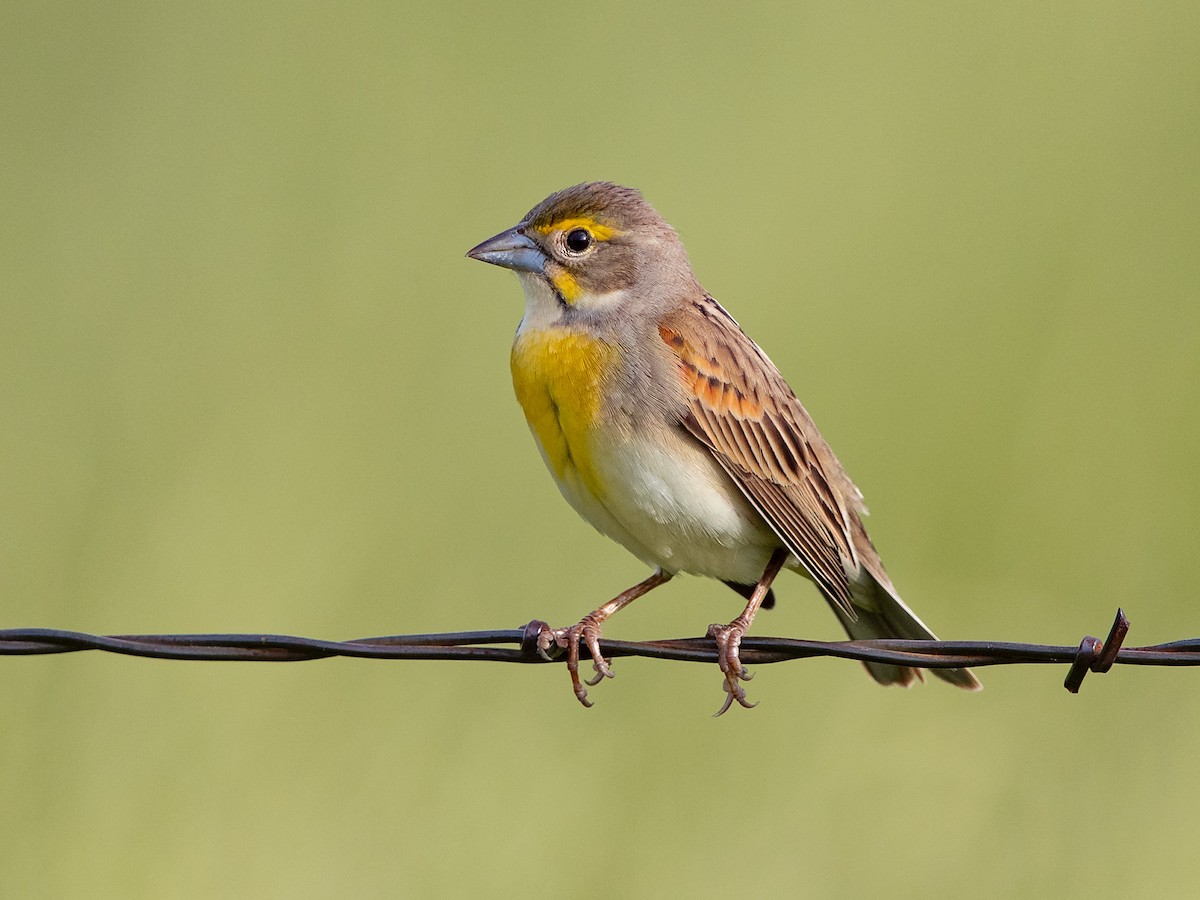 Dickcissel - Mike Cameron