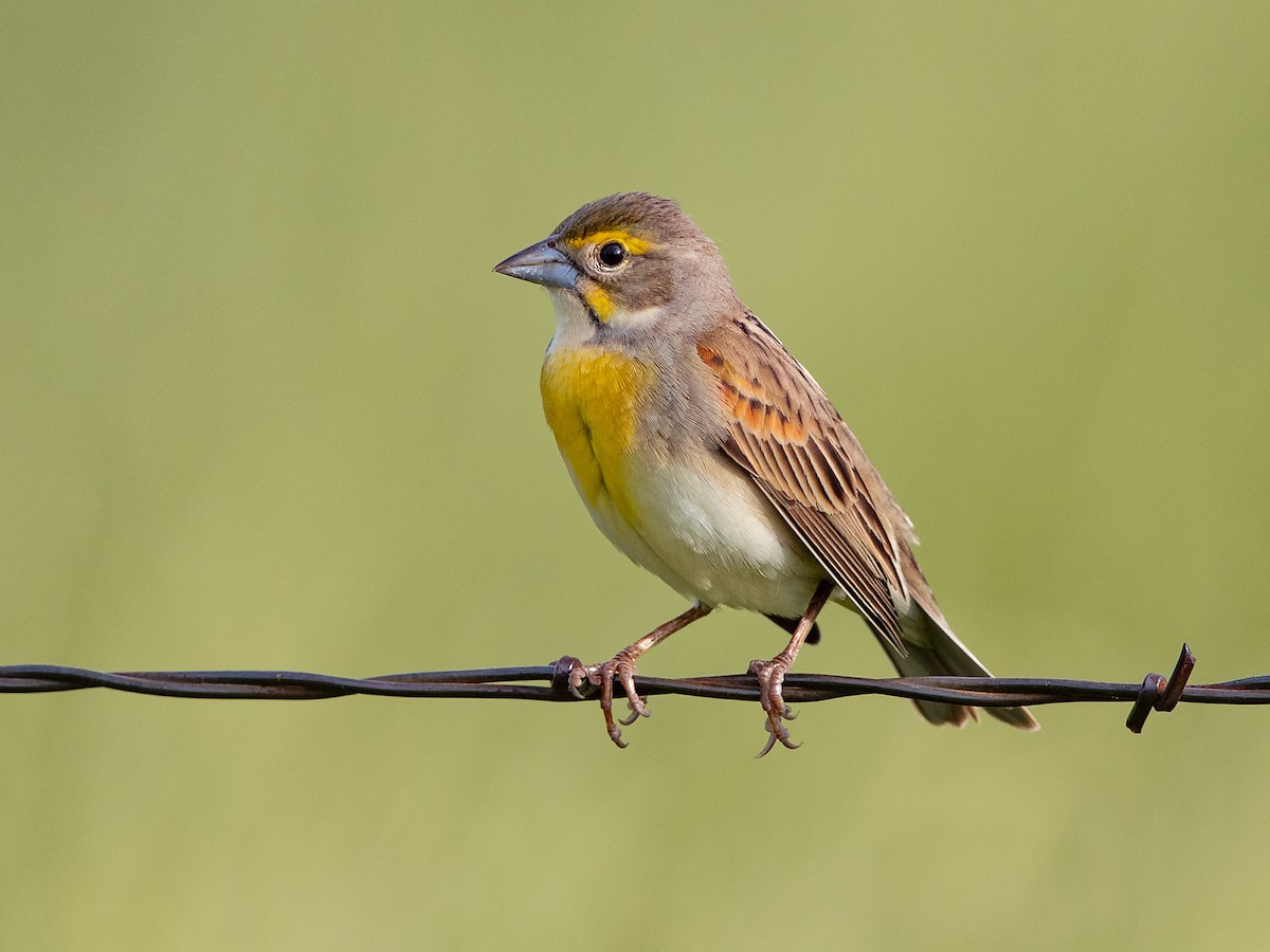 Dickcissel d'Amérique - ML156064841