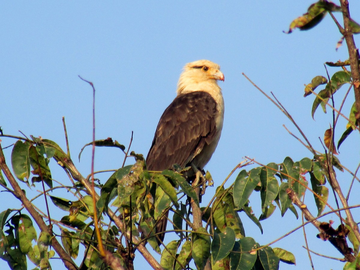 Yellow-headed Caracara - ML156066891