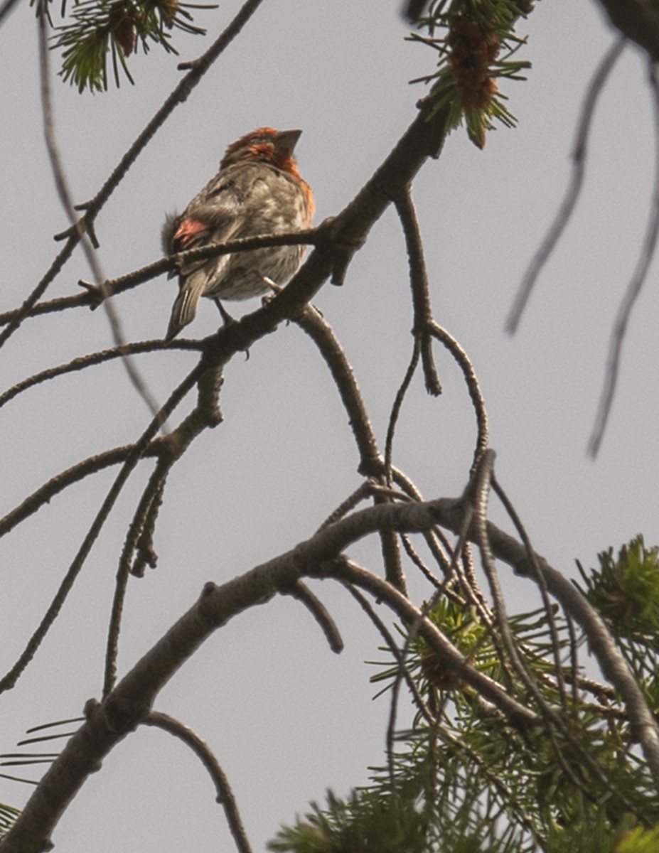 Purple Finch - ML156069701