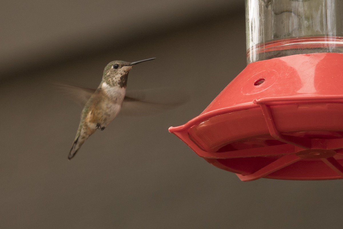 Rufous Hummingbird - ML156069931