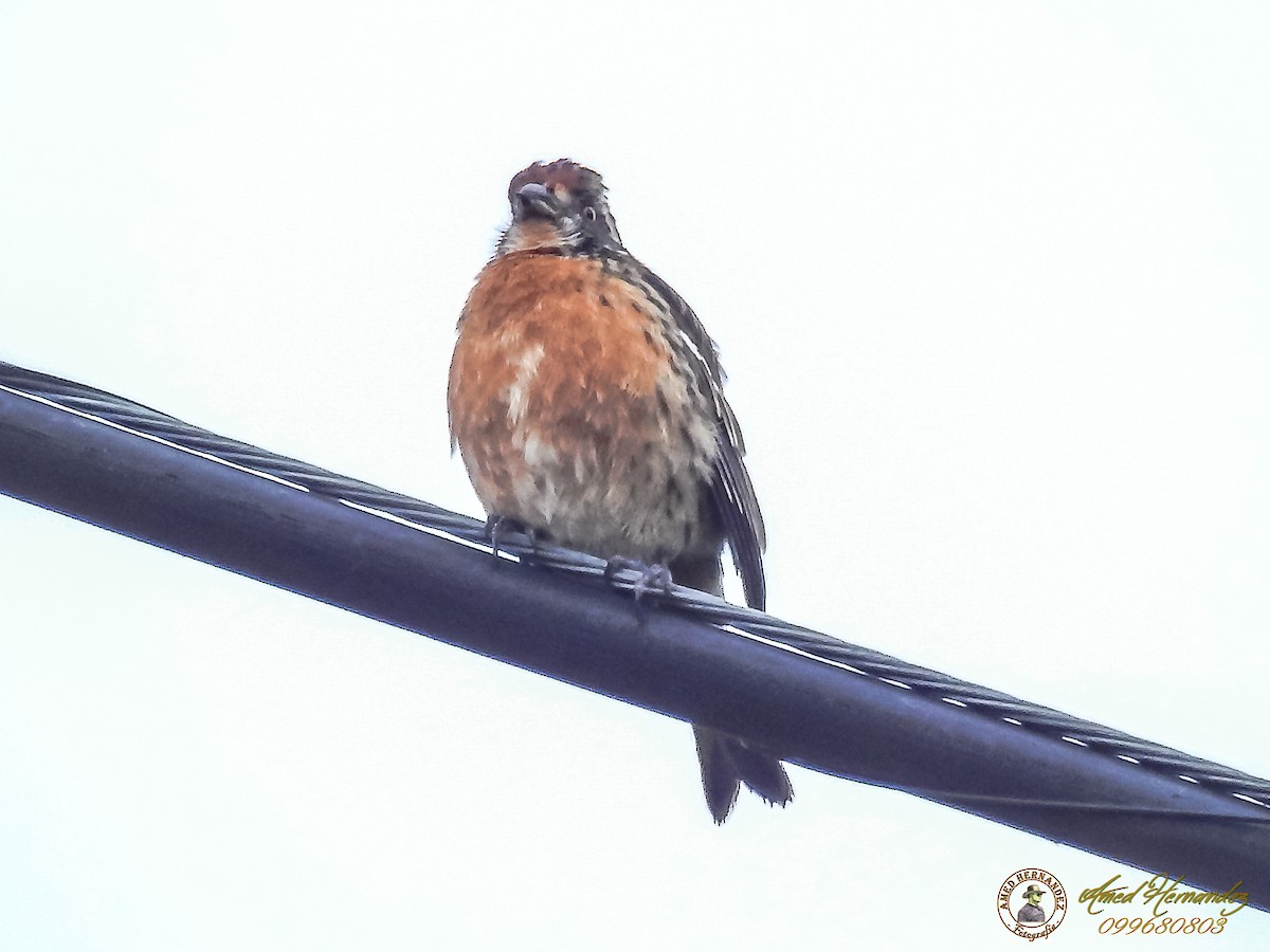 Rufous-tailed Plantcutter - Amed Hernández