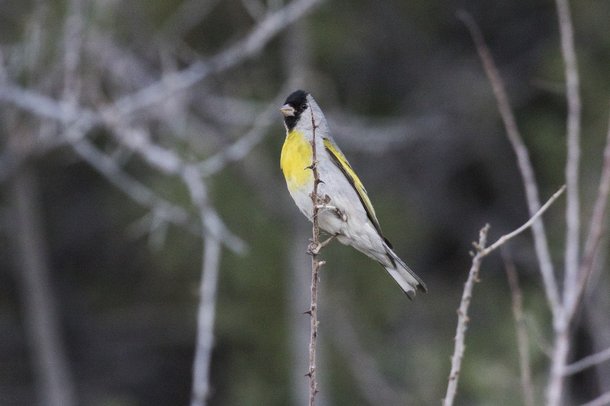 Lawrence's Goldfinch - ML156072551