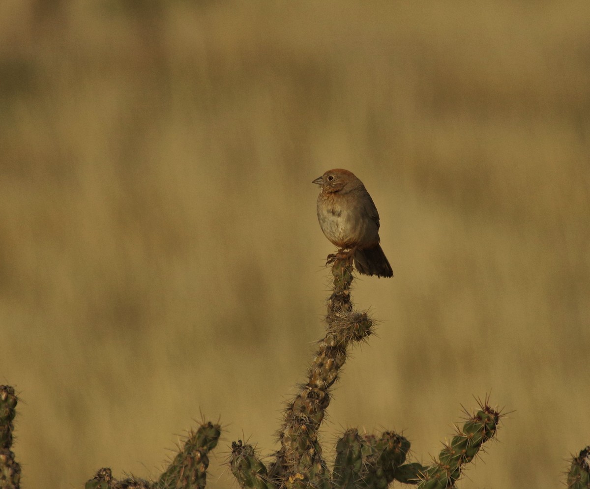 Canyon Towhee - ML156073191