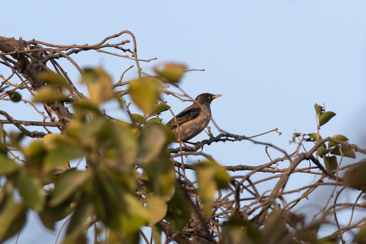 Rosy Starling - Charles Thomas