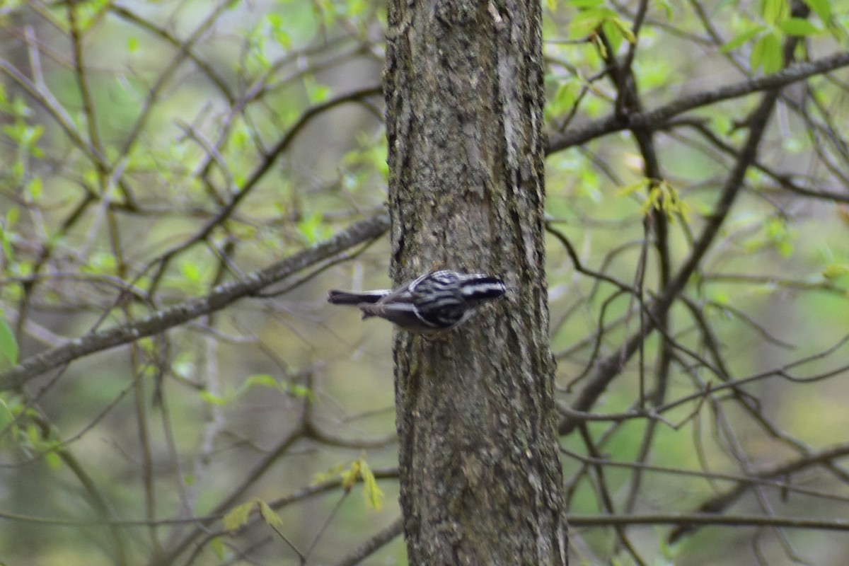Black-and-white Warbler - ML156075091