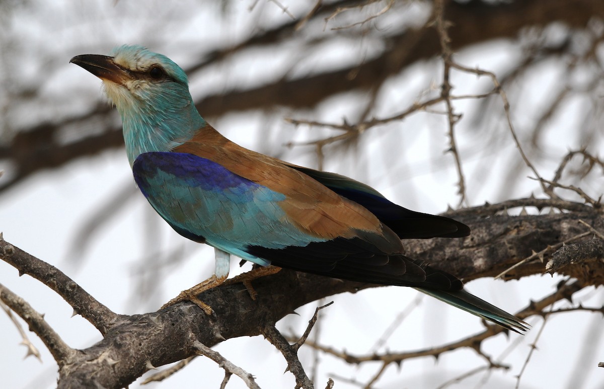 European Roller - DrReza Khan