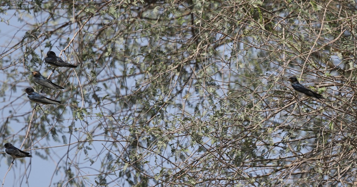 Barn Swallow - ML156075421