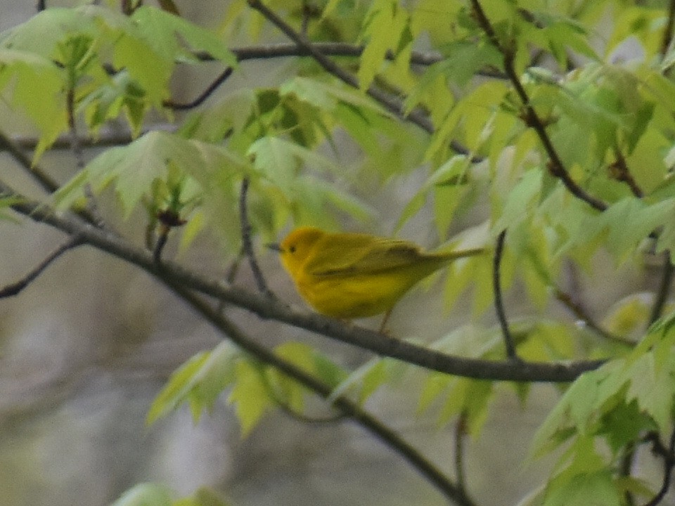 Yellow Warbler - ML156075441