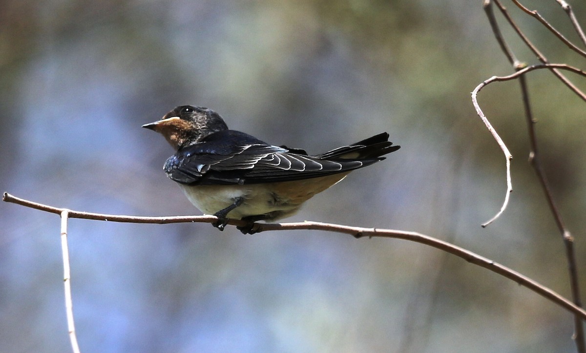 Barn Swallow - ML156075461