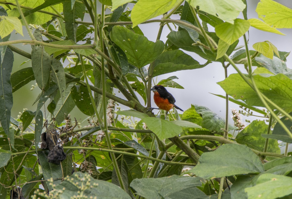 Crimson-breasted Finch - ML156076121