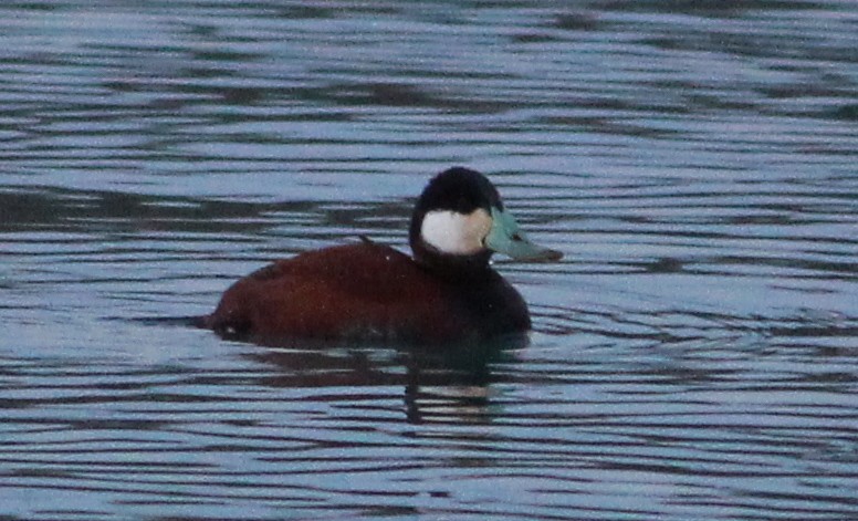 Ruddy Duck - ML156076851