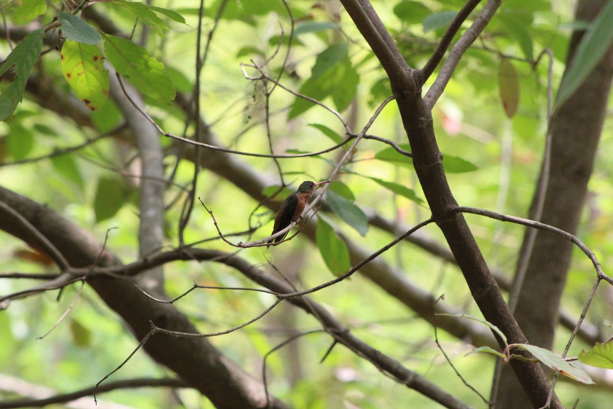 kolibřík ryšavý - ML156078131