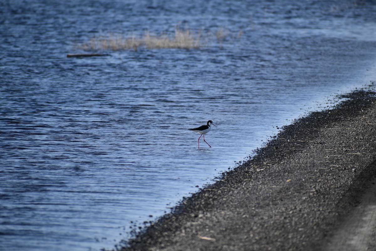 Black-necked Stilt - ML156078501