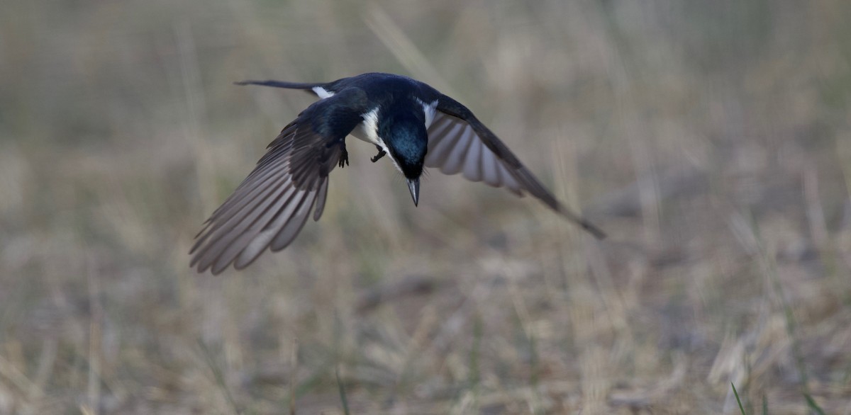 Restless Flycatcher - ML156078521