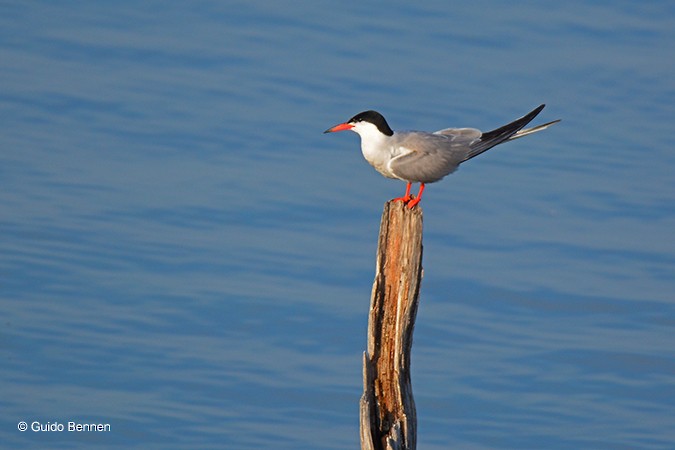 Common Tern - Guido Bennen