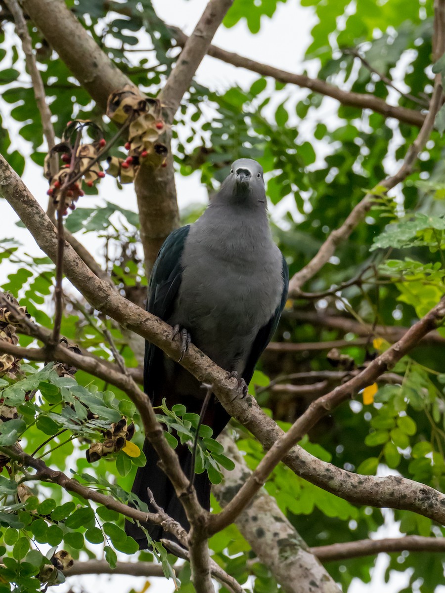 Marquesas Imperial-Pigeon - ML156079891