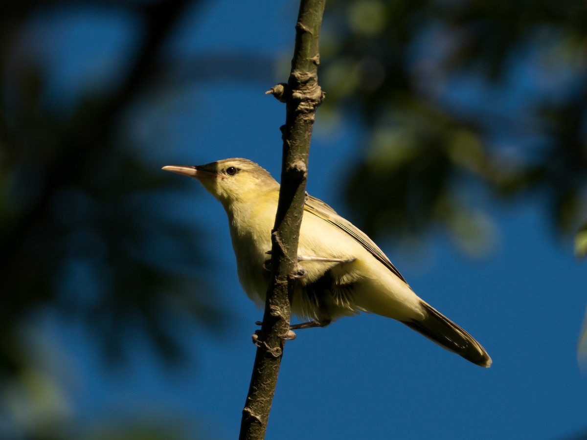 Southern Marquesan Reed Warbler - ML156080161