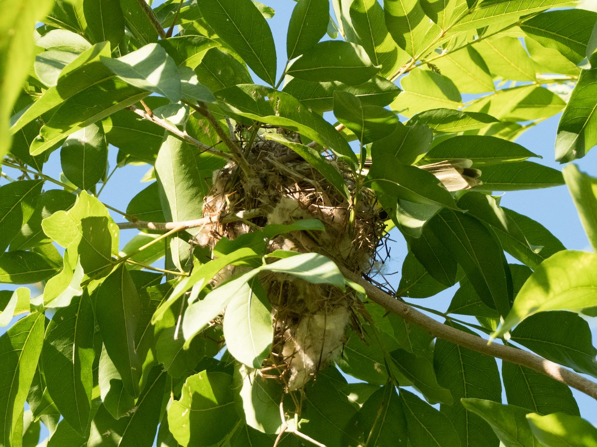 Southern Marquesan Reed Warbler - ML156080211