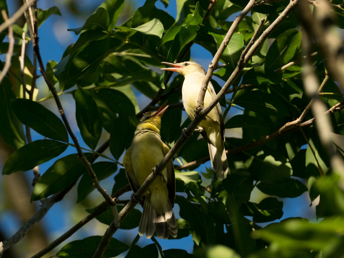 Southern Marquesan Reed Warbler - ML156080231