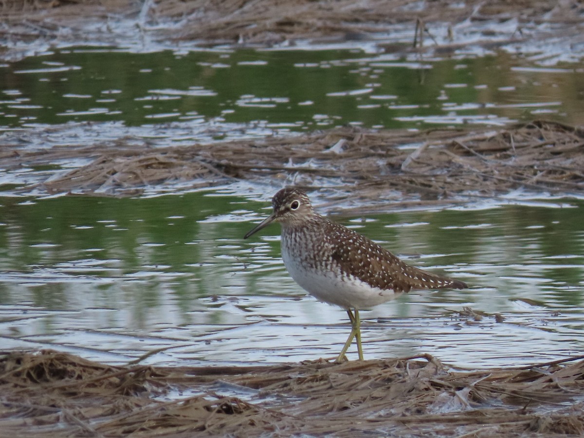 Solitary Sandpiper - ML156080541