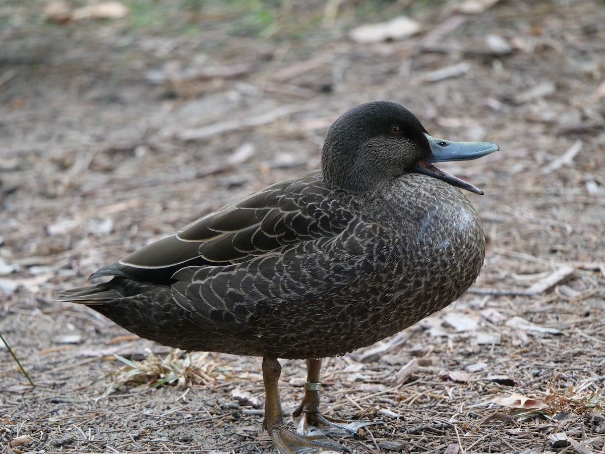 duck sp. - Peter Lowe