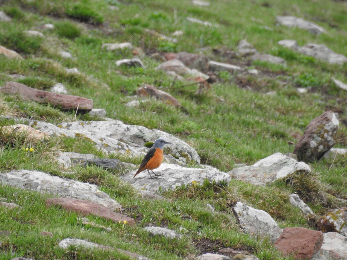 Rufous-tailed Rock-Thrush - CANSU SİVRİKAYA