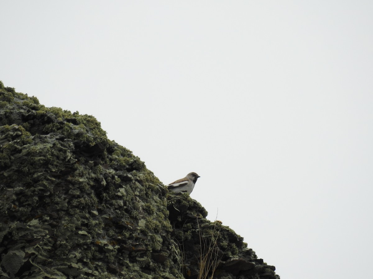 White-winged Snowfinch - ML156081441