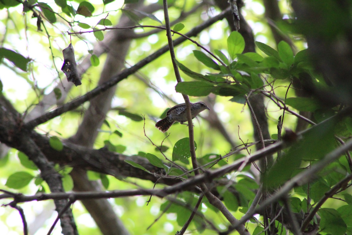 Banded Wren - Danny Munguía