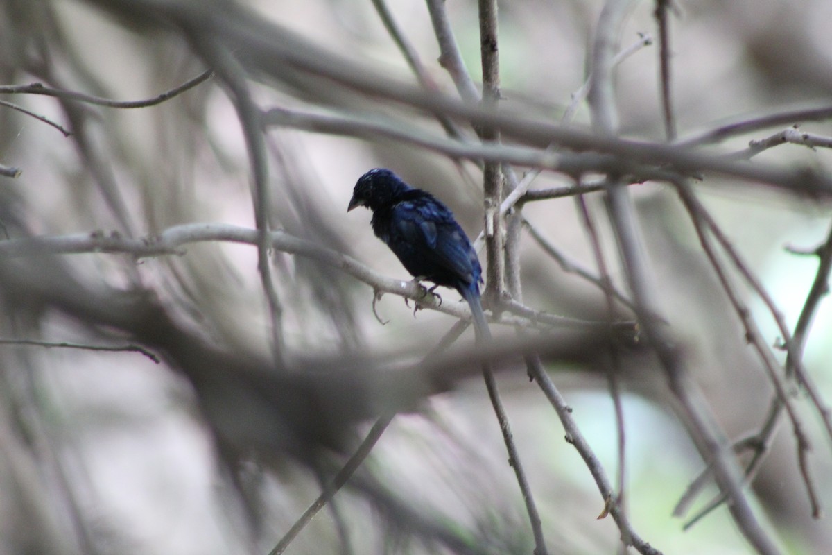 Blue-black Grassquit - ML156082501