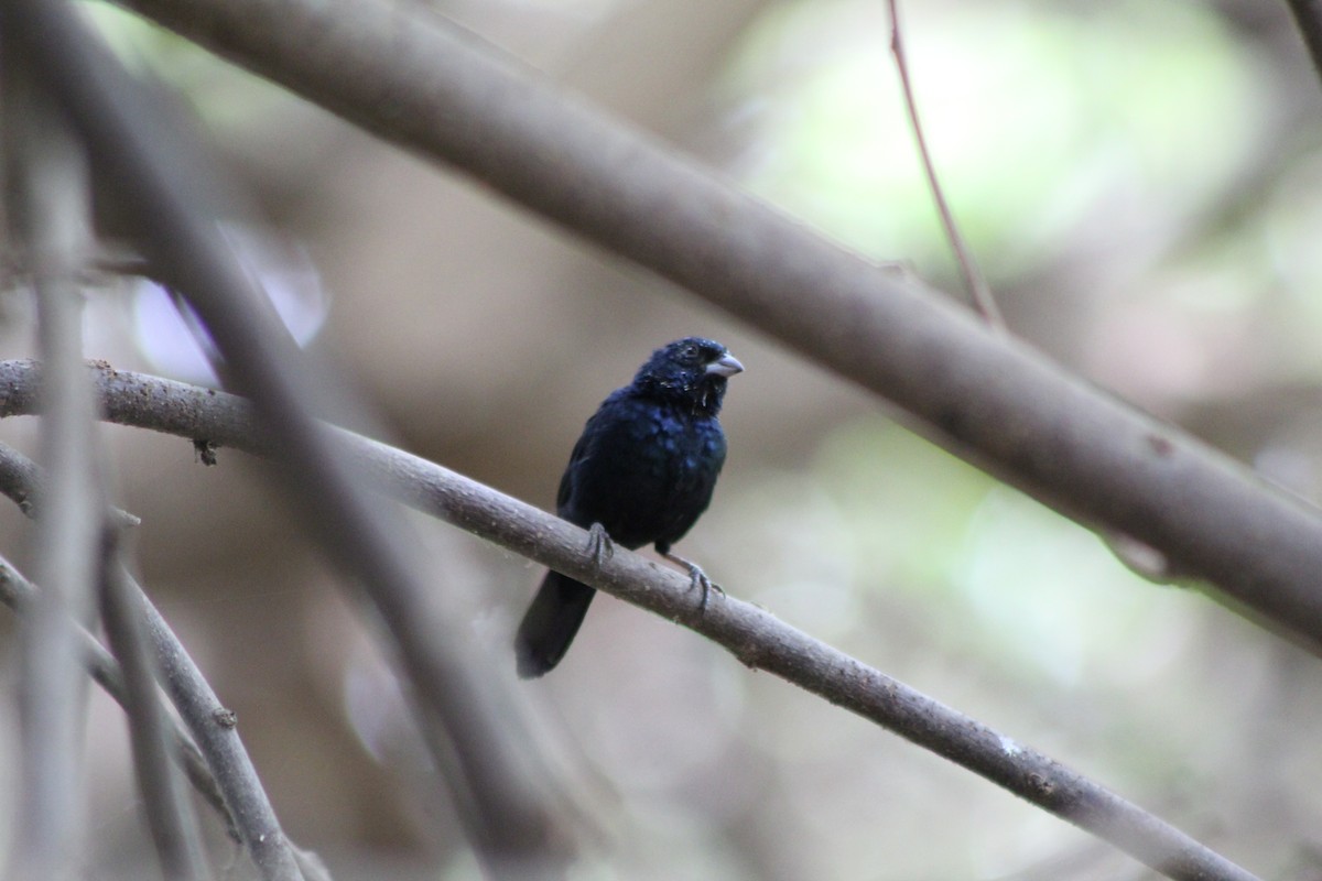 Blue-black Grassquit - Danny Munguía