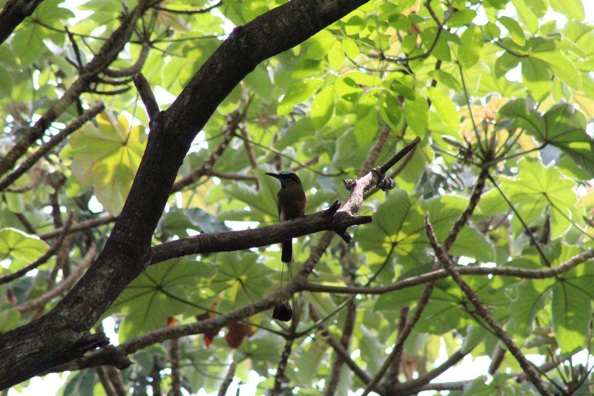 Turquoise-browed Motmot - ML156083491