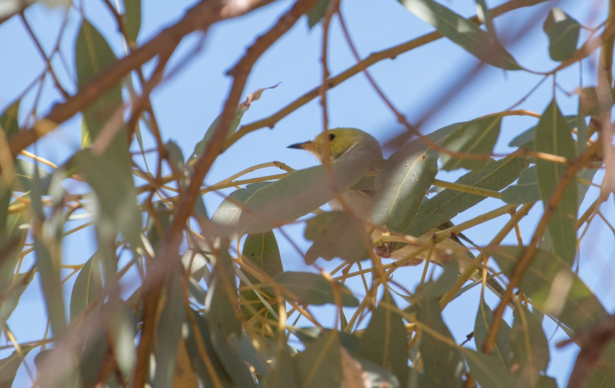 White-plumed Honeyeater - ML156088371