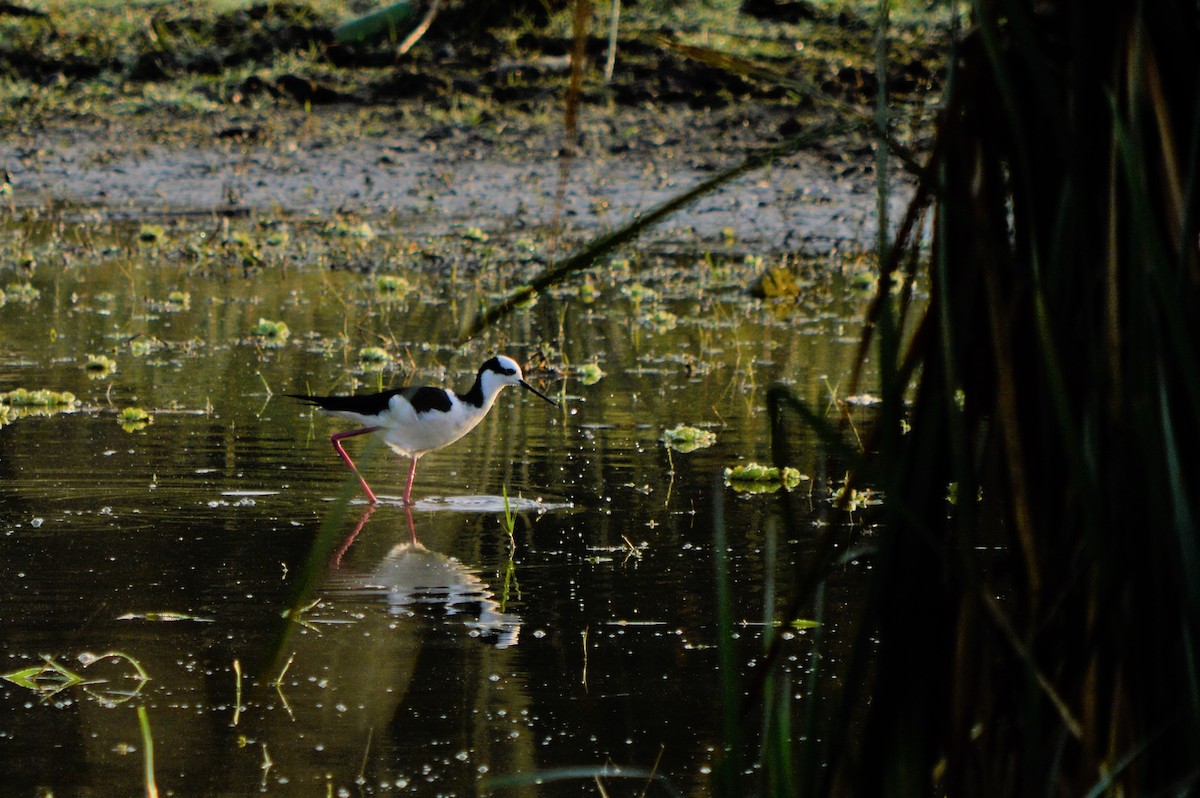 Black-necked Stilt - ML156088721