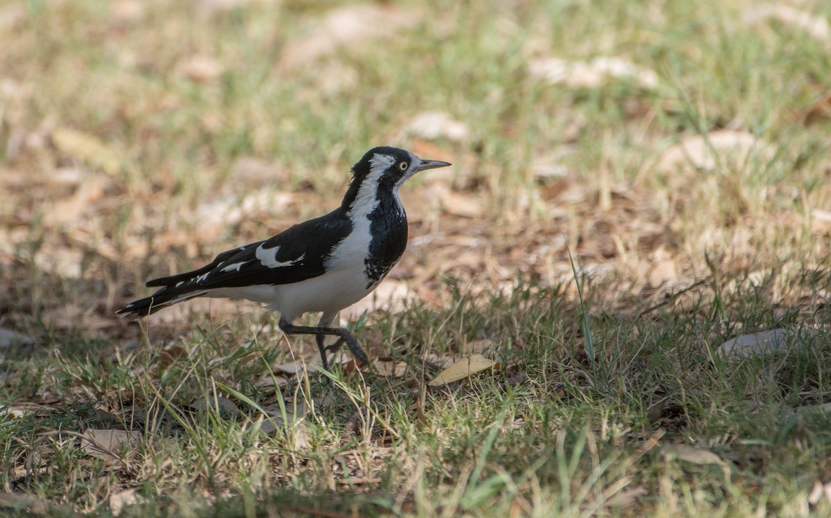 Magpie-lark - Bill Bacon